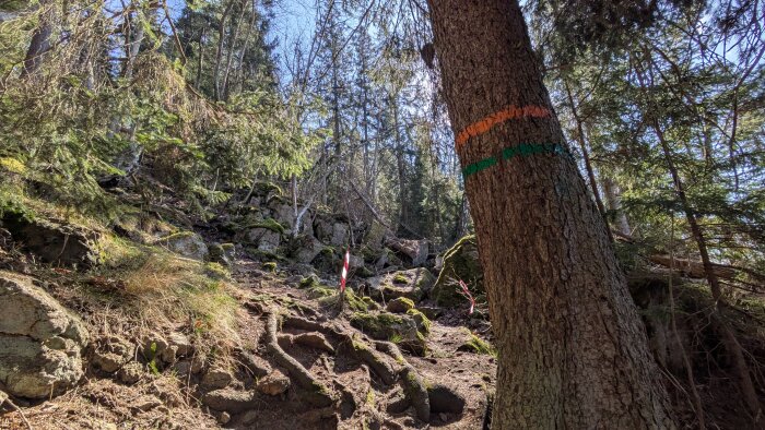 Skogsstig med rötter och klippor, kantad av träd med färgmarkeringar, orange och grönt. Solen skiner genom lövverket i den täta skogen.