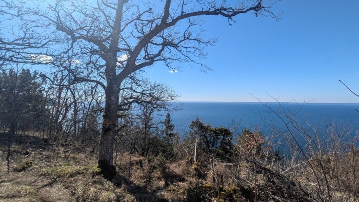 Utsikt över en sjö från ett skogsområde med träd i förgrunden och en klar blå himmel i bakgrunden.