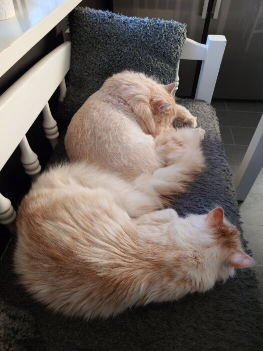 Två ljusa katter sover ihop på en grå filt på en stol.