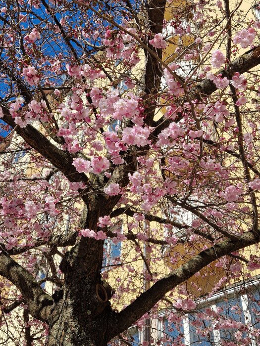 Körsbärsträd i full blom med rosa blommor framför en gul byggnad och blå himmel.