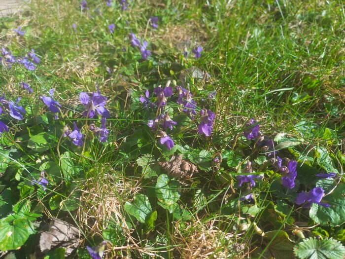 Lila violer blommar i en gräsmatta, omgivna av gröna blad och grässtrån.
