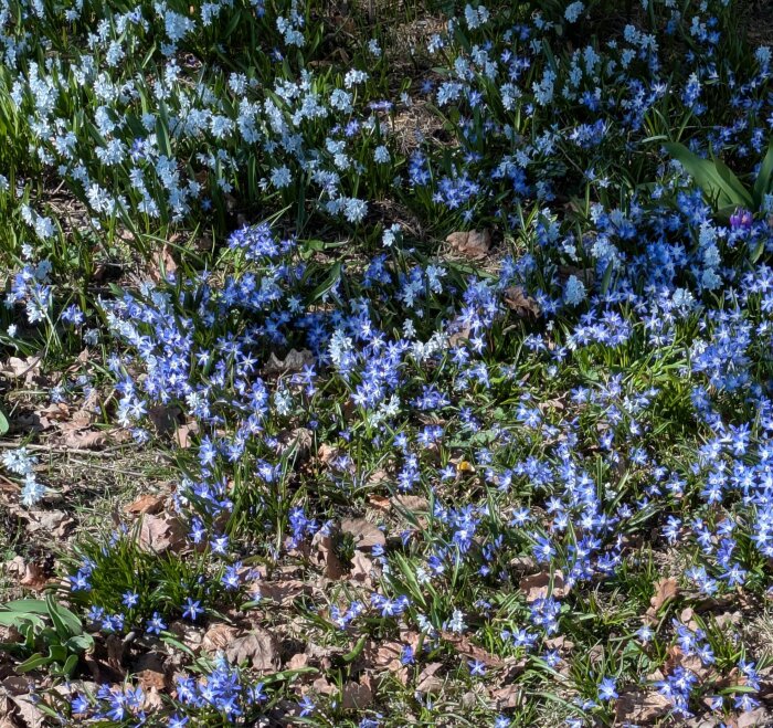 Fält av blommande blåstjärnor och porslinshyacinter i en trädgård på våren.