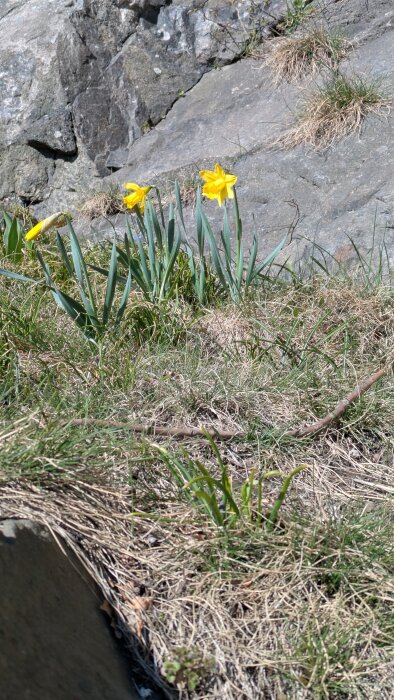 Gula narcisser (påskliljor) växer på en gräsbevuxen och stenig yta.