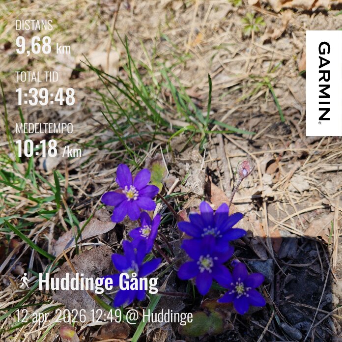 Lila blommor på marken med vissna löv och gräs i bakgrunden, text visar distans 9,68 km och tid 1:39:48 på ett löpande app-gränssnitt.