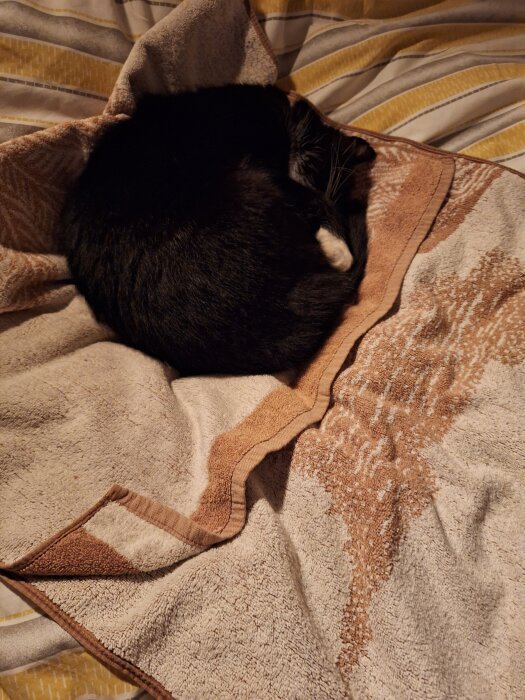 En svart katt sover ihopkurad på en beige filt i en säng.