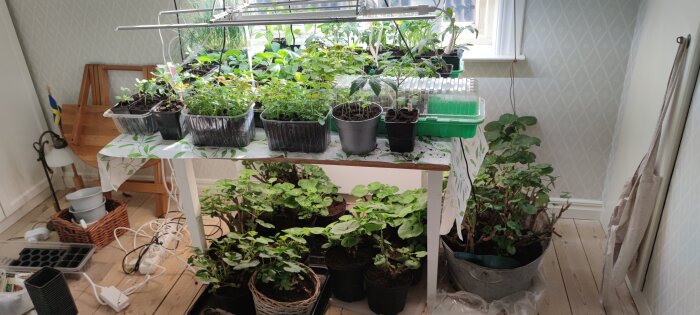 Inomhusodling med plantor i krukor och lådor på ett bord under lysrör. Blandade fröplantor och paprikaplantor i olika jordar.