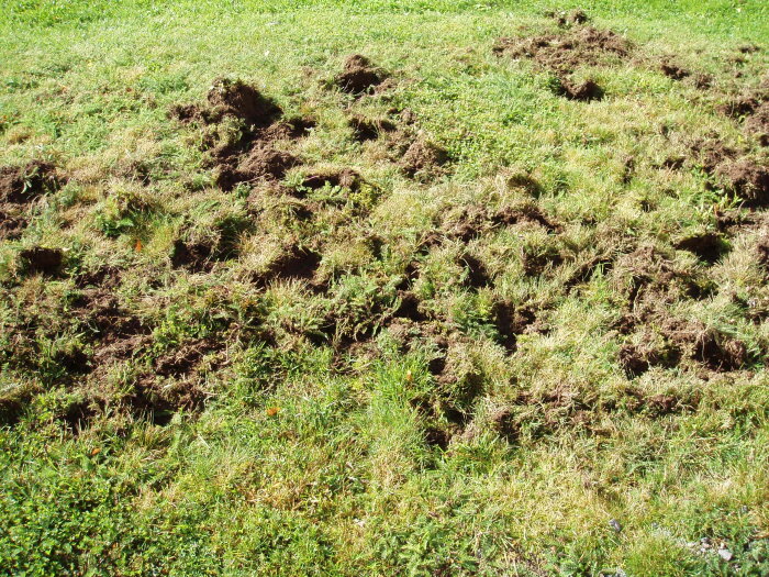 Gräsmatta med många jordhögar och skador, troligen orsakade av djur som grävt i marken.