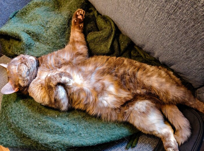 Sovande katt liggande på rygg på en grön filt på en soffa.