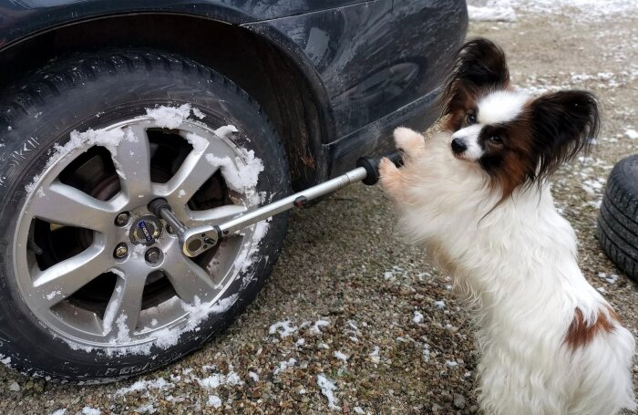 Hund håller i en momentnyckel vid ett bilhjul med snö, som om den hjälper till med hjulbyte.