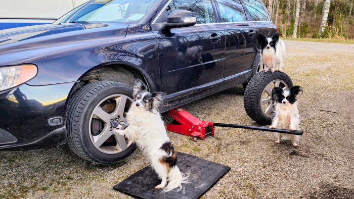 Hundar kring en bil; en står mot hjulet, en på ett däck, och en håller ett fälgkors, med bilen upphissad på en domkraft i bakgrunden.