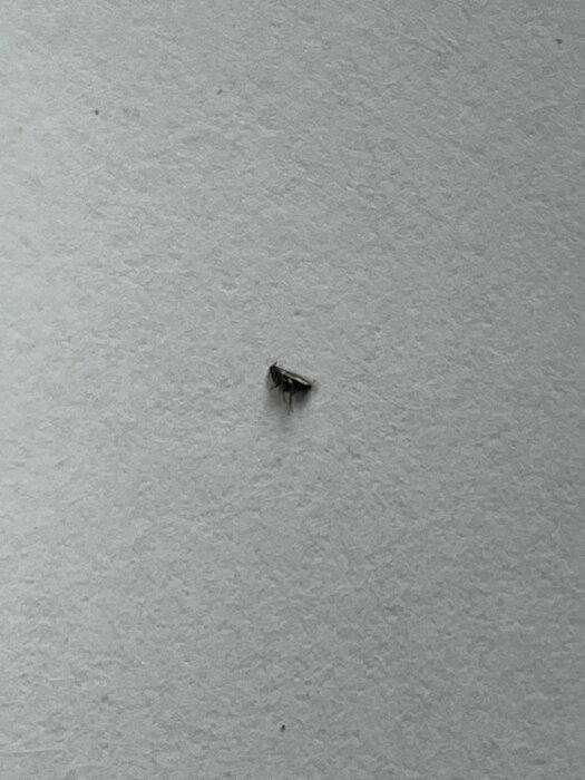 En liten insekt, möjligen en loppa, som är cirka 3 mm lång, sitter på ett grått underlag.