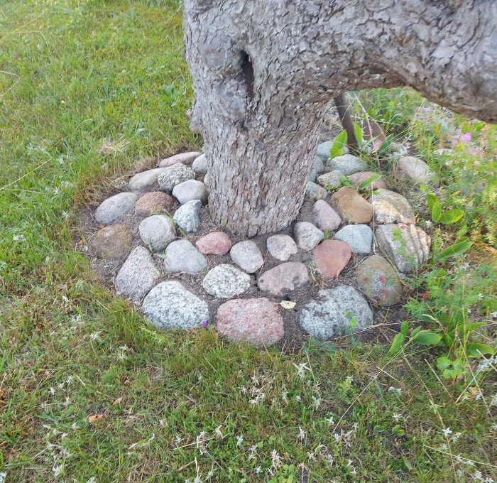 Stenar i olika färger arrangerade runt träd vid gräsmatta.