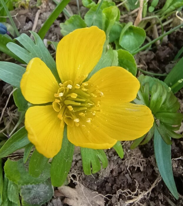 Gul vintergäck-blomma i full blom, omgiven av gröna blad.