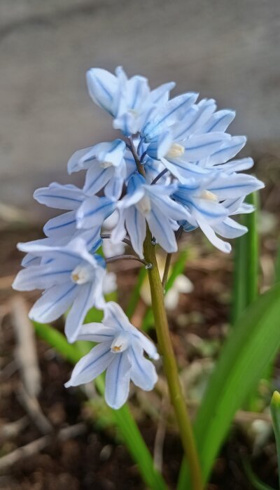 Närbild på blommande porslinshyacint med ljusblå blommor och gröna blad, fotograferad i trädgårdsmiljö.