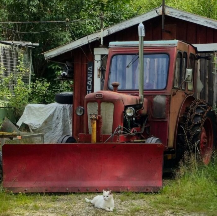 Röd Volvo BM T320 traktor med snöplog står parkerad vid ett skjul, en vit katt ligger framför traktorn.