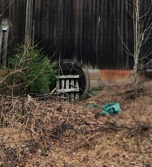 Ventilationsöppning med galler på en ladugårds vägg. Omkringliggande vegetation och träplankor synliga framför öppningen.