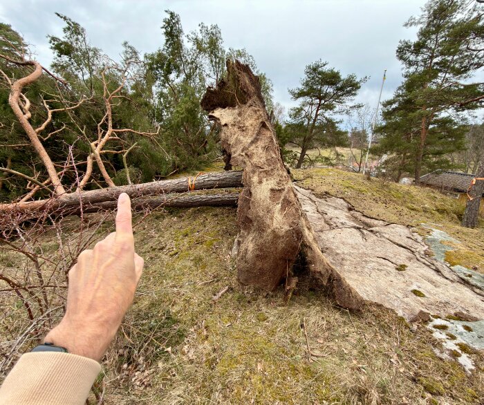 En upprotad tall ligger på marken med rötterna synliga. En hand pekar mot trädet. Omkring finns andra träd och en öppen mark.