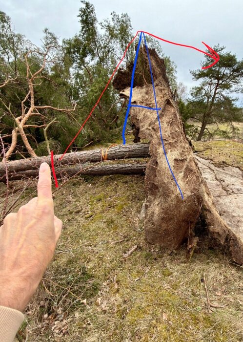 Omkullvält träd med rotvälta, en hand pekar mot trädets tyngdpunkt. Ritad röd och blå linje visar stöd- och säkerhetsplan.