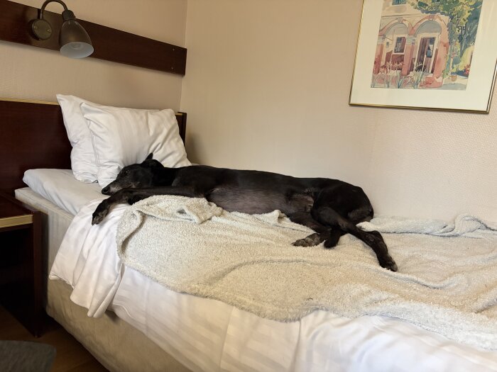Hund vilar på en bäddad säng med en ljus filt i ett rum med en tavla på väggen.