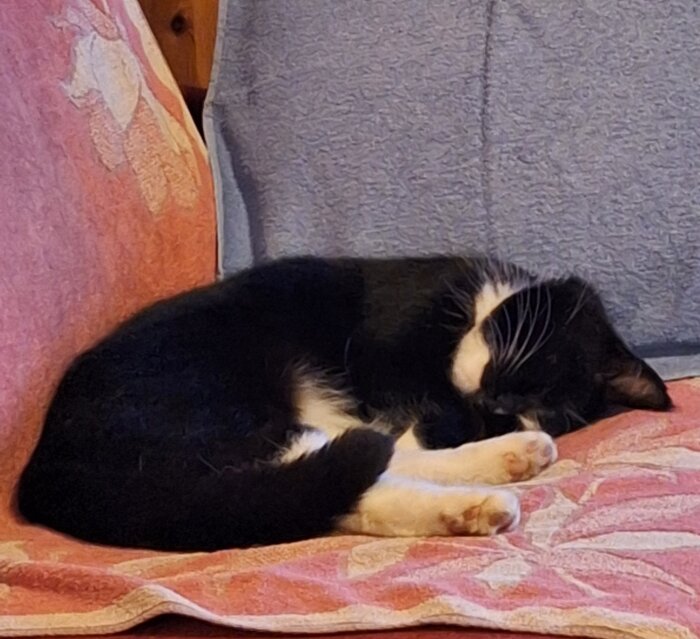 En svartvit katt sover på en soffa med rosa och blå filtar.