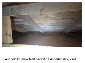 vitt ludd.JPG