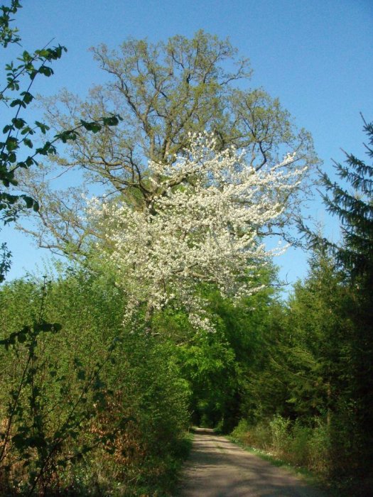 Blommande Fågelbärsträd.JPG