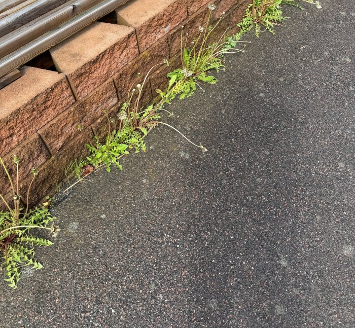 IMG_1207.jpeg