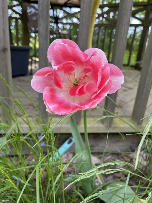 IMG_7007.jpeg