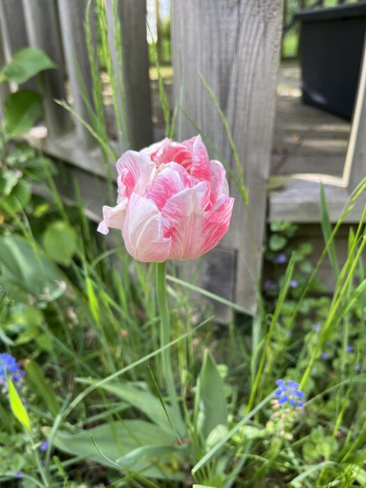 IMG_7003.jpeg