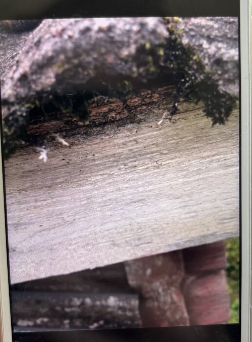 IMG_0302.jpeg