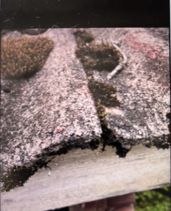 IMG_0301.jpeg