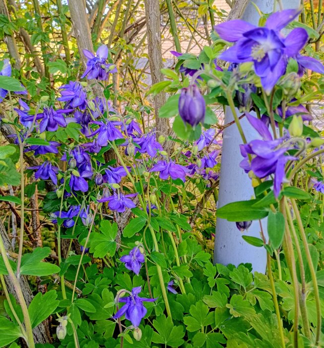 IMG_20260529_185816_MFNR_HDR~2.jpg