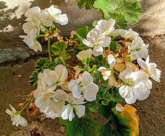 IMG_20260529_185448_HDR~2.jpg