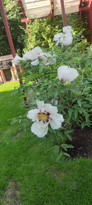 IMG_20260531_170143.jpg
