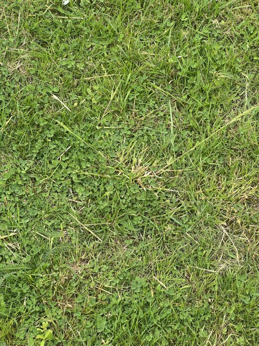 IMG_9595.jpeg
