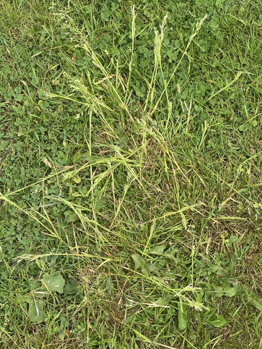 IMG_9598.jpeg