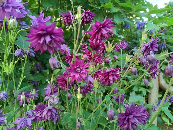 IMG_20260610_192700045_HDR.jpg