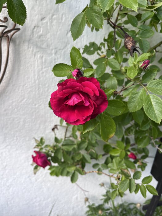 IMG_7378.jpeg