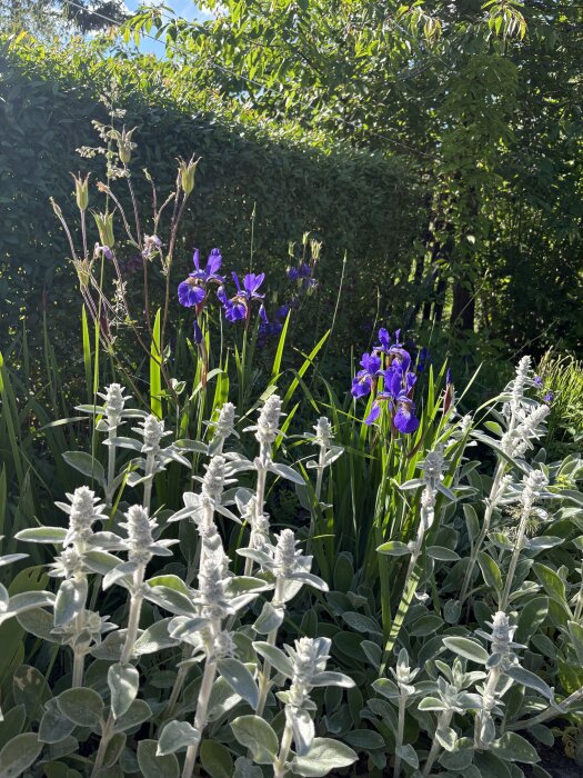 IMG_8339.jpeg