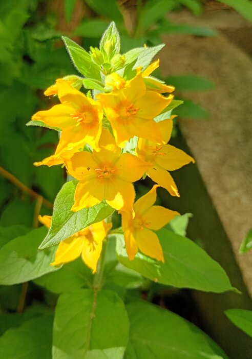 IMG_20260617_150553_HDR~2.jpg