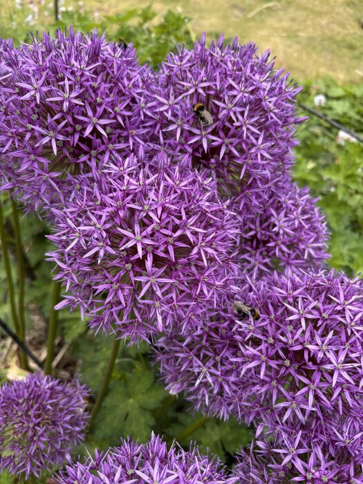 IMG_8362.jpeg