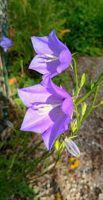 IMG_20260619_074751_HDR~2.jpg