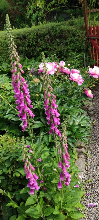IMG_20260620_161233.jpg