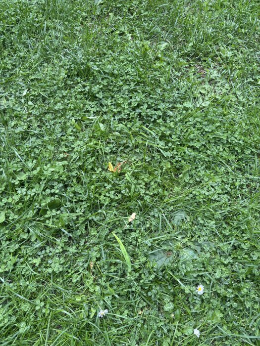 IMG_8132.jpeg