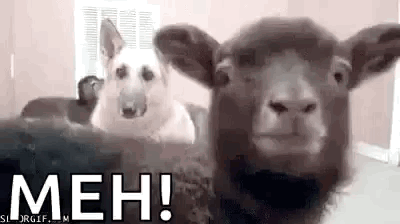 1782189807961.gif