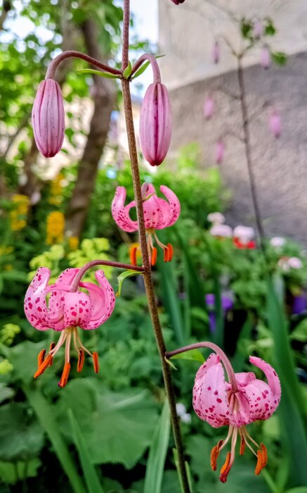IMG_20260624_184536641_HDR~2.jpg