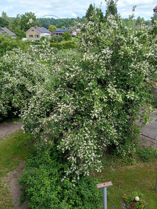 IMG_20260625_125132_HDR.jpg