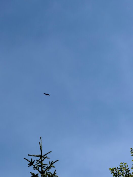 IMG_0165.jpeg