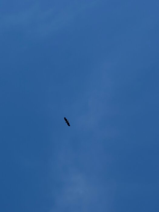 IMG_0169.jpeg