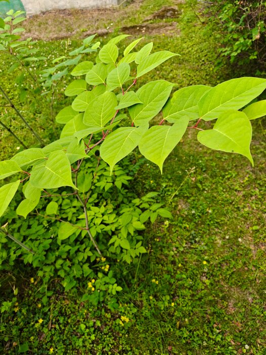 IMG20260705133456.jpg